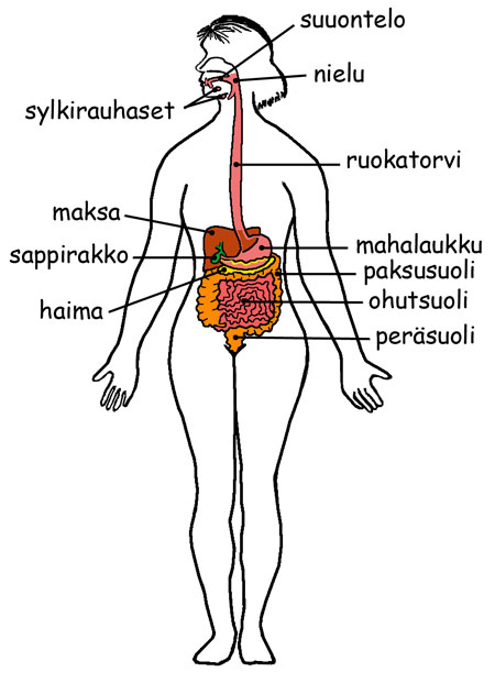 Ruoansulatus * Текст для чтения